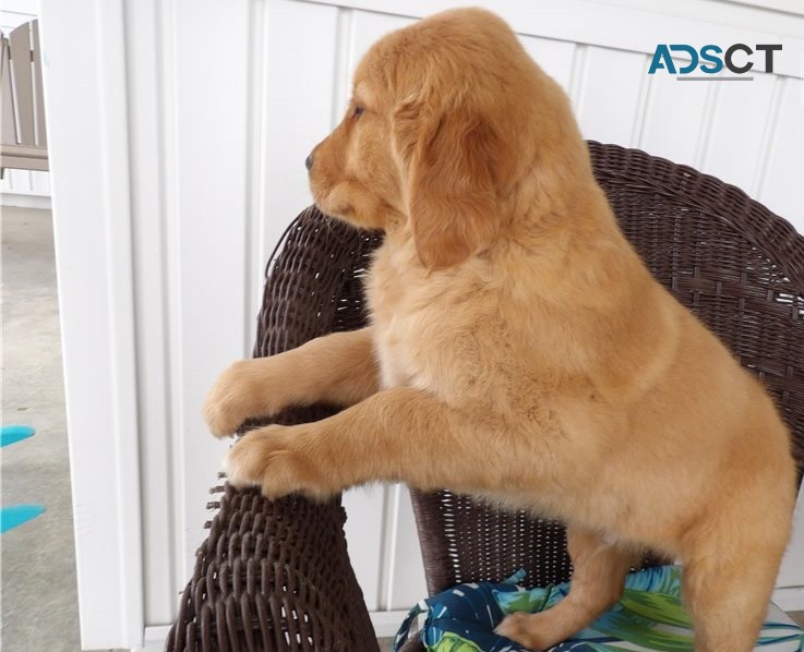 Golden Retriever puppies for sale 