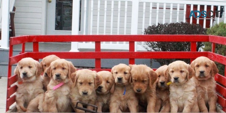 Golden Retriever puppies for sale 