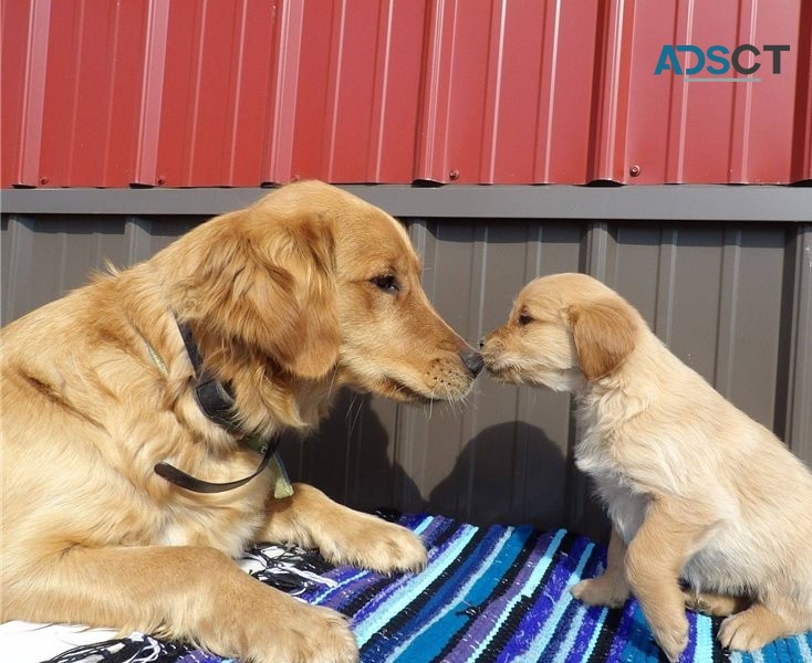 Golden Retriever puppies for sale 