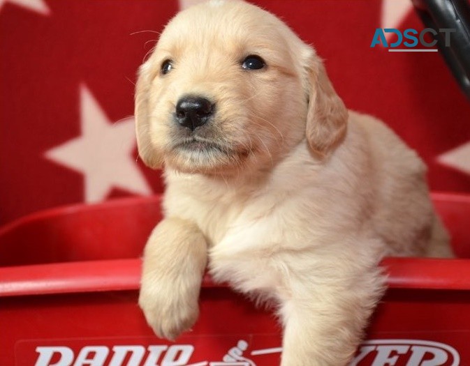 Golden Retriever puppies for sale 