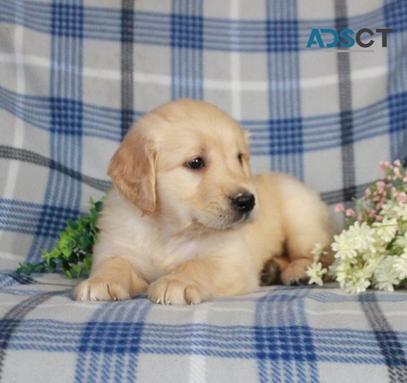 Golden Retriever puppies for sale 