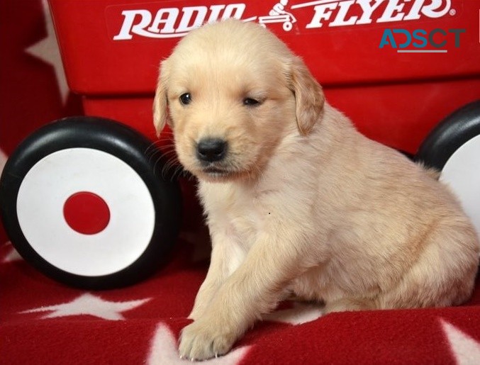 Golden Retriever puppies for sale 