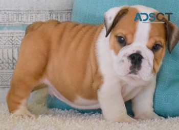 English bulldog for sell