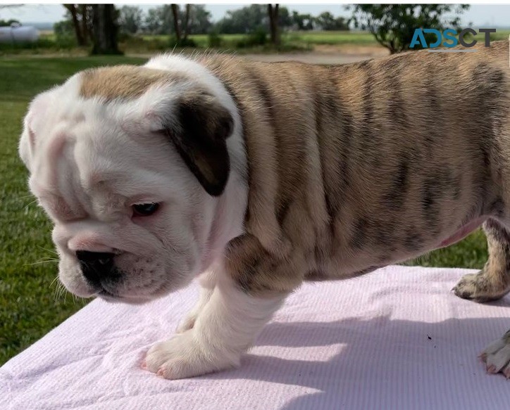 English bulldog for sell