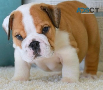 English bulldog for sell