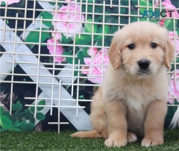 Golden Retriever puppies for sale 