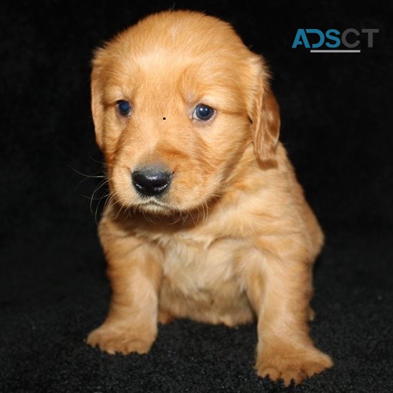 Golden Retriever puppies for sale 