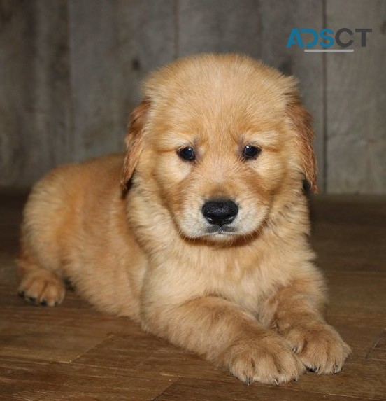 Golden Retriever puppies for sale 