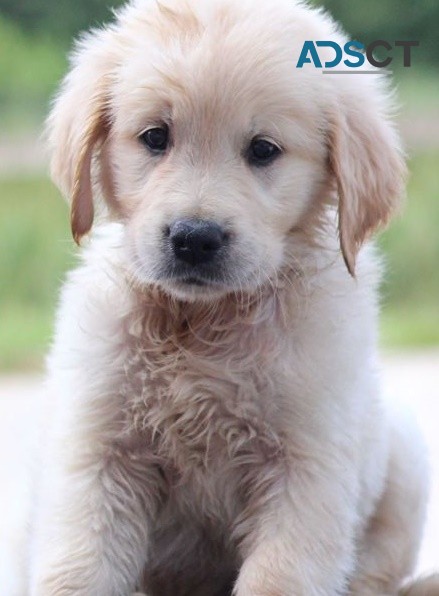 Golden Retriever puppies for sale 