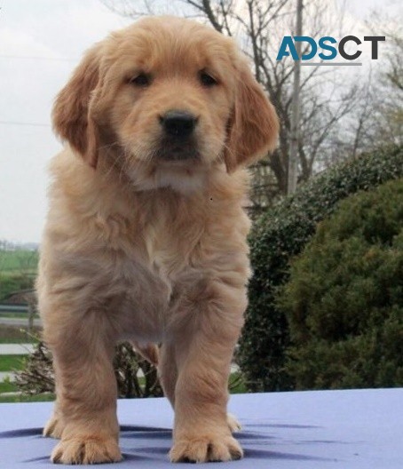 Golden Retriever puppies for sale 