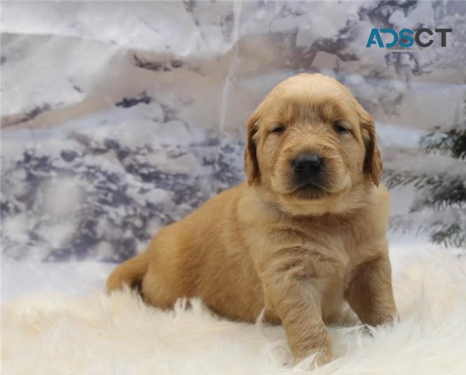 Golden Retriever puppies for sale 