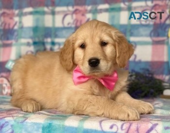 Golden Retriever puppies for sale 