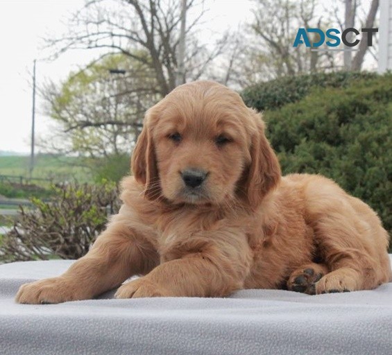 Golden Retriever puppies for sale 