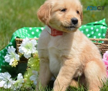 Golden Retriever puppies for sale 