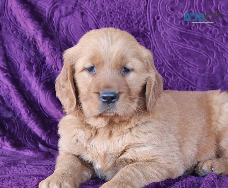 Golden Retriever puppies for sale 