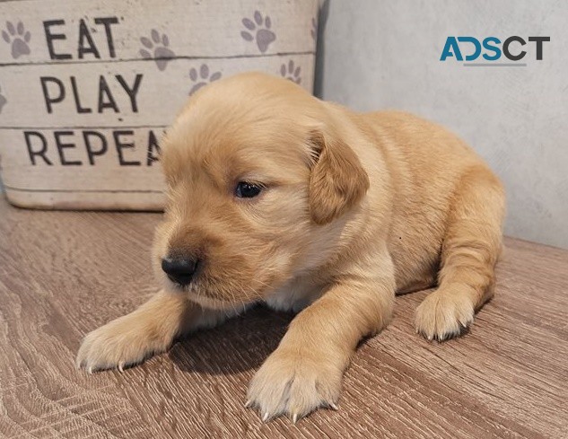 Golden Retriever puppies for sale 