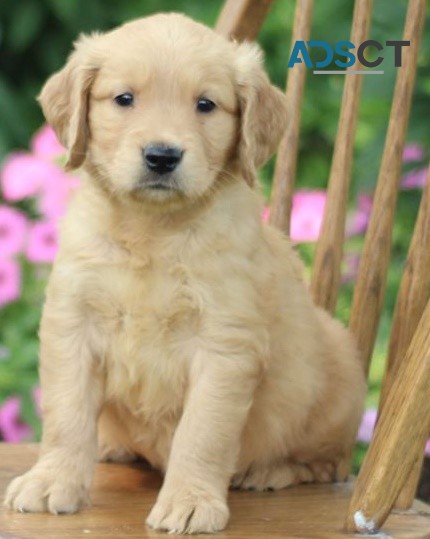 Golden Retriever puppies for sale 