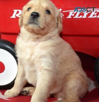 Golden Retriever puppies for sale 