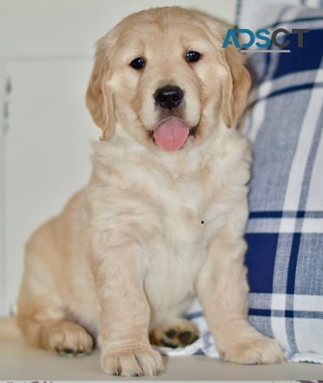 Golden Retriever puppies for sale 