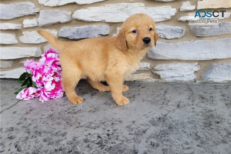 Golden Retriever puppies for sale 