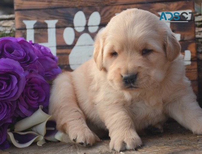 Golden Retriever puppies for sale 