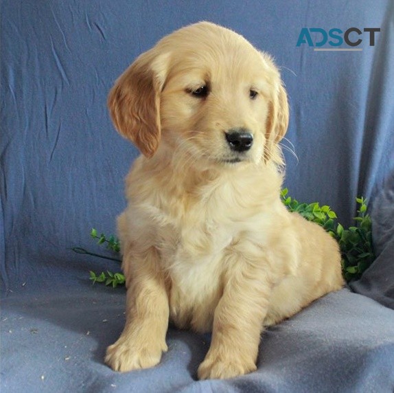 Golden Retriever puppies for sale 