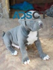 Blue Staffordshire Bull Terrier Puppies