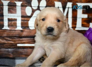 Golden Retriever puppies for sale 