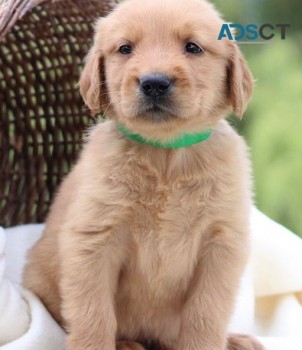 Golden Retriever puppies for sale 