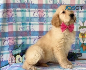 Golden Retriever puppies for sale 