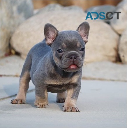  French bulldog for sell 