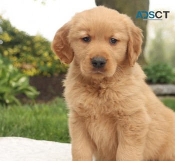 Golden Retriever puppies for sale 