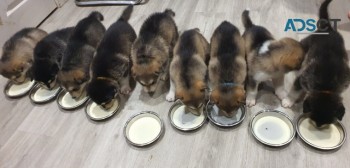 GORGEOUS  ALASKAN MALAMUTE PUPPIES AVAIL