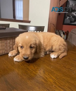 Golden Retriever puppies for sale 