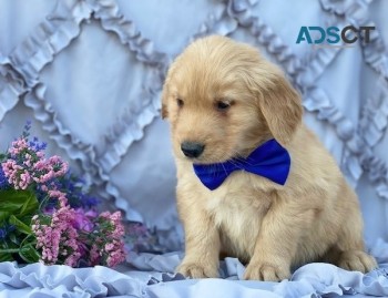 Golden Retriever puppies for sale 