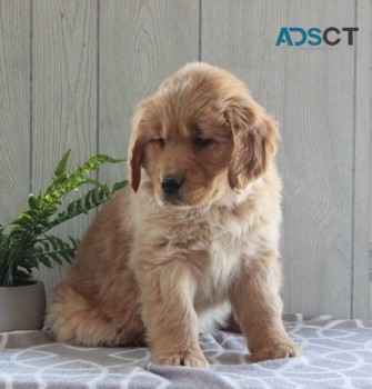 Golden Retriever puppies for sale 