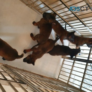 INCREDIBLE  BELGIAN  SHEPERD  PUPS