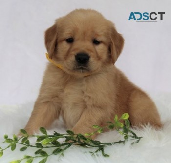 Golden Retriever puppies for sale 