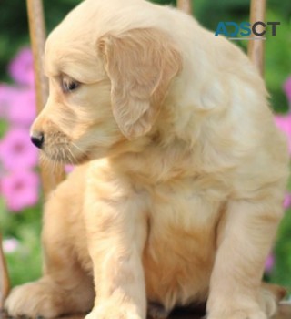 Golden Retriever puppies for sale 