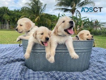 Golden Retriever puppies for sale 