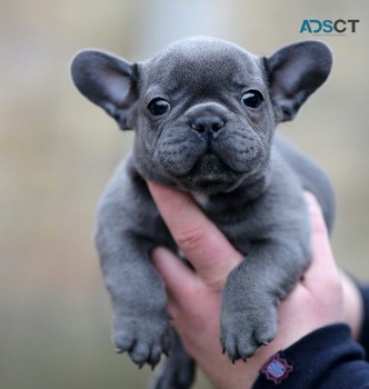 French Bulldog puppies for sale 