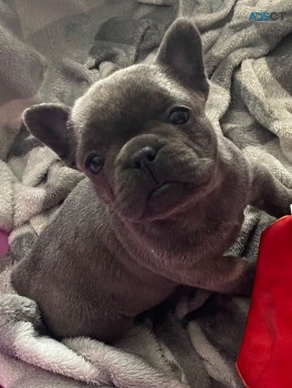 French Bulldog puppies for sale 