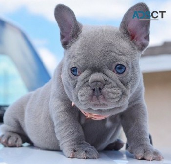 French Bulldog puppies for sale 