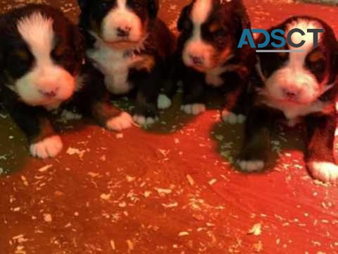 FULL BREED BERNESE MOUNTAIN PUPPIES