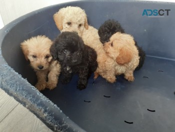 F1  CAVAPOO PUPPIES AVAILABLE NOW