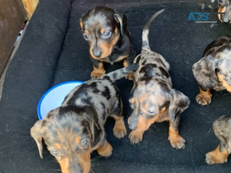 Stunning Dachshund Puppies