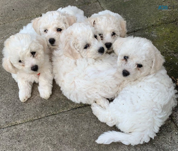 Bichon Frise  Puppies