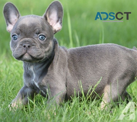 French Bulldog Puppies For Sale