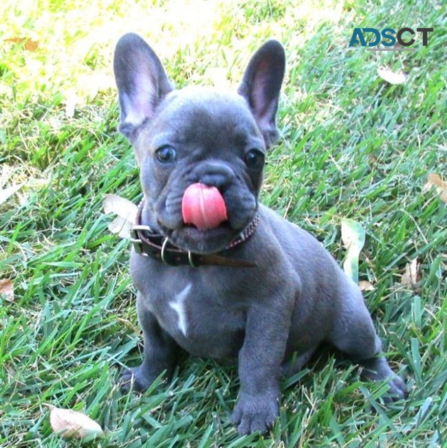 French Bulldog Puppies For Sale