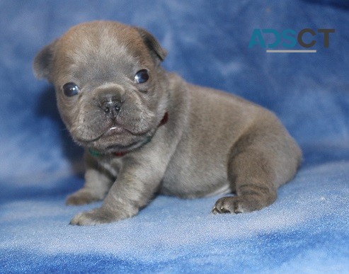 French Bulldog Puppies For Sale